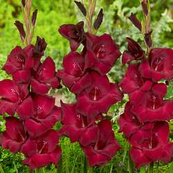 Gladiolus Types, Gladiolus Varieties, Gladiolus Grandiflora, Gladiolus Nanus, Gladiolus communis